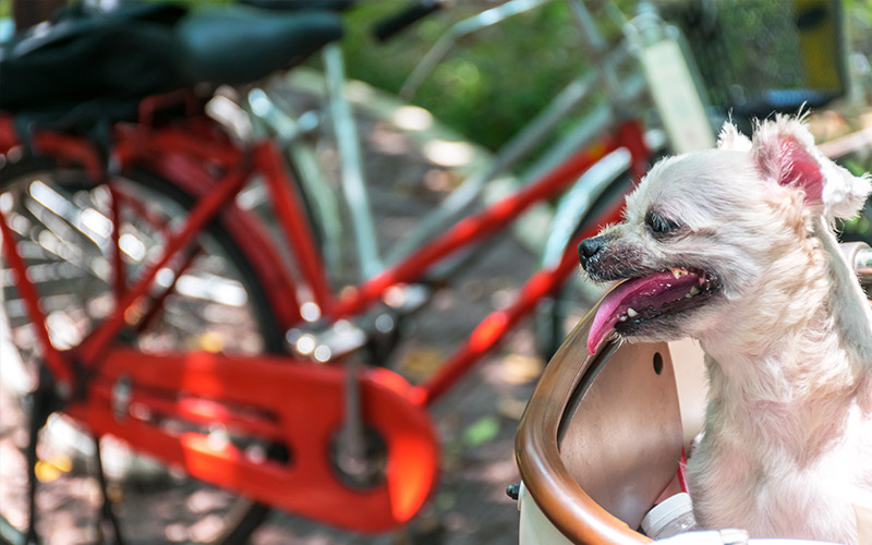 pes v košíku na kole