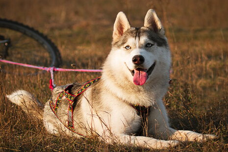 Jízdíme na kole se čtyřnohým mazlíčkem